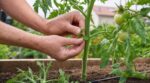 Tomates : cette erreur avec ces tiges au printemps vous fait perdre des plants gratuits sans que vous le sachiez
