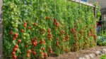 Tomates : cette méthode de maraîcher sans piquet crée un mur de fruits, gagne 2× de place et freine le mildiou cet été
