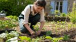 Tomates, courgettes, maïs… si vous ne les plantez pas fin avril, vous perdez 4 à 6 semaines de récoltes