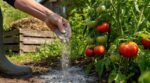 Tomates du potager : arrêtez de jeter cette poudre grise du poêle, c’est le meilleur engrais gratuit qui soit