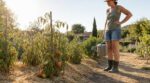 Tomates en pleine canicule : au-delà de cette température, les maraîchers arrêtent net d’arroser, vous devriez aussi