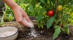 Tomates gâchées par le cul noir : ce déchet de cuisine que vous jetez chaque jour a tout changé chez moi