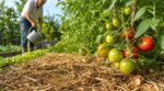 Tomates grillées par la chaleur : ce tapis végétal que m’a montré un ancien m’a presque fait oublier l’arrosoir