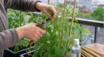 Tomates malades en mai : ce geste minuscule, et non le vent ou le sol, détruit votre récolte sans prévenir