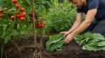Tomates : ne gaspillez plus un euro en engrais, cette mauvaise herbe qu’on arrache tous fait bien mieux enterrée