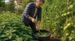 Tomates : ne l&rsquo;arrachez plus, cette mauvaise herbe de mai remplace tous vos engrais et dope les récoltes