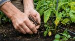 Tomates qui jaunissent : cette vieille astuce de nos grands-parents ne sert à rien (et ce qu’il faut faire à la place)