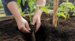 Tomates qui s’épuisent malgré l’arrosage : ce repère discret sur la tige décide si leurs racines étouffent