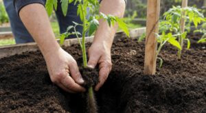 Tomates qui s’épuisent malgré l’arrosage : ce repère discret sur la tige décide si leurs racines étouffent