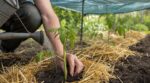 Tomates qui végètent tout l’été : ce rituel de 7 jours après le repiquage évite l’erreur qui condamne 1 plant sur 3