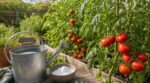 Tomates sans goût : 3 cuillères de cette poudre de cuisine dans l’arrosoir, et finies les bouteilles d’engrais