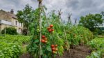 Tomates : si vos plants s&rsquo;écroulent à chaque orage, cette structure en branches gratuite freine le mildiou cet été