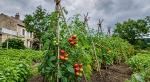 Tomates : si vos plants s&rsquo;écroulent à chaque orage, cette structure en branches gratuite freine le mildiou cet été