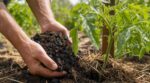 Tomates : si vous misez encore tout sur compost et purin, ce produit naturel méconnu va tout changer dès mai