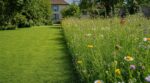 Tondez seulement la moitié de votre pelouse : en 3 semaines, ce choix bouleverse eau, fraîcheur et temps libre