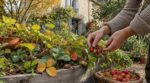 Voici la méthode que certains jardiniers utilisent pour cueillir des fraises de mars à novembre, à adopter au plus vite
