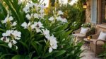 Voici la vivace exotique parfumée à planter en mai pour éviter un jardin désert et l’emplir de papillons fin d’été
