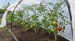 Voici les 5 variétés de tomates venues du froid à planter ce week-end, rouges avant la fin du printemps