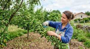 Vos arbres perdent tous leurs fruits avant l’été ? Ce geste de pépiniériste stoppe l’hécatombe et sauve la récolte