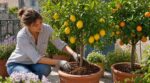 Vos citronniers et orangers : ce double geste avant juin décide de leur survie pendant la canicule estivale