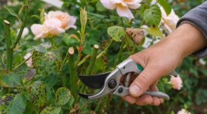 Vos rosiers ont des taches brunes après la taille de mai : ce détail de 5 mm que presque tous les jardiniers négligent