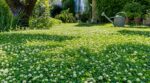 Votre gazon grille chaque été ? Cette plante tapissante le remplace sans tonte ni arrosage ou presque