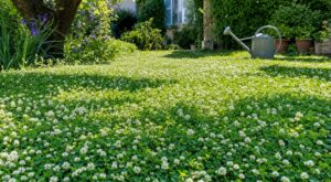 Votre gazon grille chaque été ? Cette plante tapissante le remplace sans tonte ni arrosage ou presque