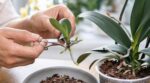 Votre orchidée a fait un bébé ? Cette erreur en séparant le rejet peut la tuer pour de bon