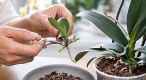 Votre orchidée a fait un bébé ? Cette erreur en séparant le rejet peut la tuer pour de bon