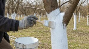 Adieu les pesticides : ce badigeon naturel protège vos arbres fruitiers, à condition d&rsquo;éviter cette erreur