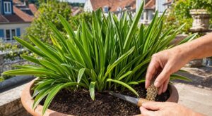 Agapanthe sans fleurs en juin : surtout ne rempotez pas, faites plutôt ce geste qui relance tout