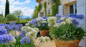 Agapanthes : ces variétés méconnues qui illuminent le jardin tout l’été (si vous évitez 3 erreurs fatales)