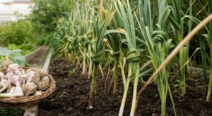 Ail au potager : nouer les feuilles avant la récolte ? Les tests sur ce geste très répandu surprennent