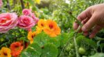 Anti-pucerons : cette fleur oubliée remplace tous vos répulsifs au jardin, mais ne la plantez surtout pas ici