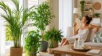 Arrêtez de vivre dans le noir : ces 5 plantes d’intérieur font chuter chez vous la température de 3 °C sans clim