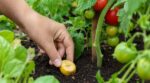 Au potager, les anciens enterraient ce fruit près des tomates : quand vous verrez ce que ça piège, vous changerez tout