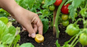 Au potager, les anciens enterraient ce fruit près des tomates : quand vous verrez ce que ça piège, vous changerez tout