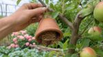 Avant de ressortir les pesticides, suspendez ce pot en terre cuite : cet insecte nocturne dévore jusqu’à 500 pucerons