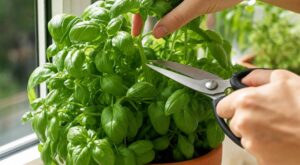 Basilic : ce geste simple que vous ne faites jamais et qui peut doubler vos récoltes tout l’été