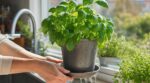 Basilic en pot : cette erreur dès votre retour des courses le fait mourir en 3 jours au lieu de tenir des mois