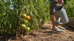 Canicule : arrêtez d’inonder vos tomates, cette technique des maraîchers peut sauver toute votre récolte