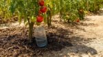 Canicule : ce goulot de bouteille enterré en profondeur change tout pour vos tomates (et évite une erreur fatale)