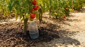 Canicule : ce goulot de bouteille enterré en profondeur change tout pour vos tomates (et évite une erreur fatale)