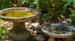 Canicule : ce petit abreuvoir pour oiseaux que vous installez au jardin peut devenir un piège mortel