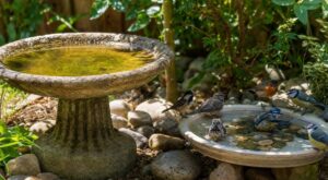 Canicule : ce petit abreuvoir pour oiseaux que vous installez au jardin peut devenir un piège mortel