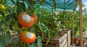 Canicule : ces taches blanches sur vos tomates pointent cette erreur qu’il est déjà trop tard pour rattraper