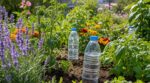 Canicule : cette astuce avec une simple bouteille avant juillet m’a presque évité d’arroser tout l’été