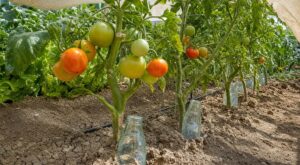Canicule : cette astuce avec une simple bouteille sauve vos tomates avant qu’elles ne grillent cet été