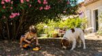 Canicule : cette plante de jardin réputée inoffensive devient un poison pour enfants et animaux, peu le savent
