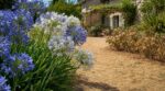 Canicule : cette plante de jardin sec reste en fleurs quand tout votre extérieur est déjà grillé